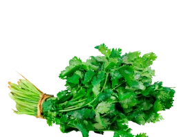 A Comprehensive guide to coriander cilantro cultivation