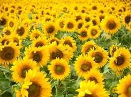 https://www.ecogrowtips.com/sunflower-farming/